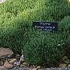 Thymus richardii ssp. nitidus, habit
