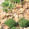 Thymus richardii ssp. nitidus, habit