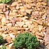 Thymus richardii ssp. nitidus, habit