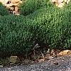 Thymus richardii ssp. nitidus, habit