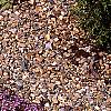 Thymus serpyllum, habit