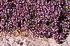 Thymus serpyllum, habit