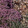 Thymus serpyllum, habit