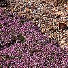 Thymus serpyllum, habit