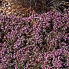 Thymus serpyllum, habit