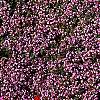 Thymus serpyllum, habit