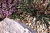 Thymus serpyllum, habit