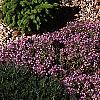 Thymus serpyllum, habit
