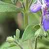 Trichostema dichotomum, flowers
