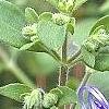 Trichostema dichotomum, flowers