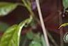Akebia quinata, leaves
