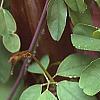 Akebia quinata, leaves
