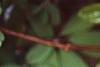 Akebia quinata, leaves