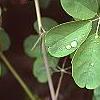 Akebia quinata, leaves