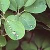 Akebia quinata, leaves
