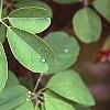 Akebia quinata, leaves