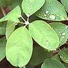 Akebia quinata, leaves