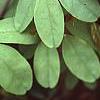 Akebia quinata, leaves
