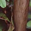 Akebia quinata, leaves