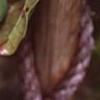 Akebia quinata, leaves