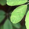 Akebia quinata, leaves