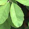 Akebia quinata, leaves