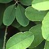 Akebia quinata, leaves