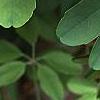 Akebia quinata, leaves