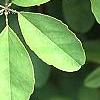 Akebia quinata, leaves