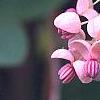 Akebia quinata 'Rosea', flowers