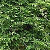 Akebia quinata 'Silver Bells', habit