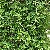 Akebia quinata 'Silver Bells', habit