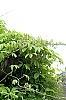 Akebia quinata 'Silver Bells', habit