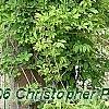 Akebia quinata 'Silver Bells', habit