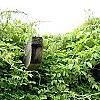 Akebia quinata 'Silver Bells', habit