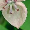 Akebia quinata 'Silver Bells', flowers