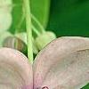 Akebia quinata 'Silver Bells', flowers