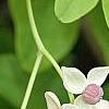 Akebia quinata 'Silver Bells', flowers
