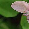 Akebia quinata 'Silver Bells', flowers