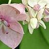 Akebia quinata 'Silver Bells', flowers