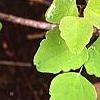 Akebia trifoliata, leaves