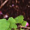 Akebia trifoliata, leaves