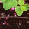Akebia trifoliata, leaves