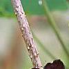 Akebia trifoliata, flowers