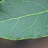 Laurus nobilis, leaves