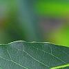 Laurus nobilis, leaves
