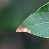 Laurus nobilis, leaves
