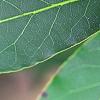 Laurus nobilis, leaves