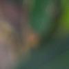 Laurus nobilis, leaves
