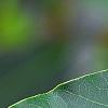Laurus nobilis, leaves